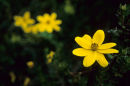 Inca Trail flower